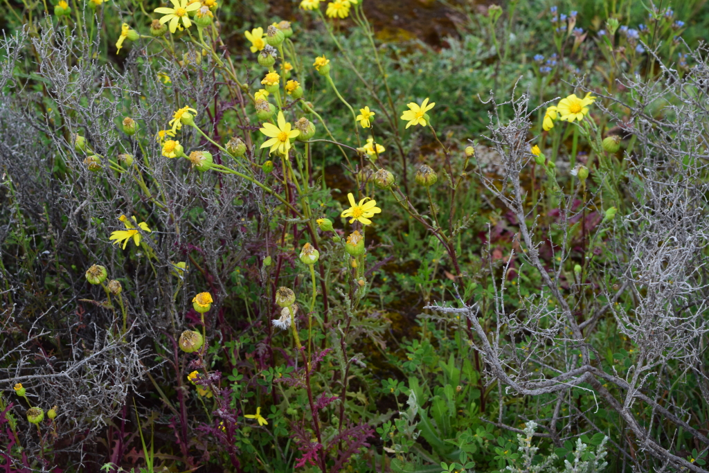 Senecio platylepis (hero image)