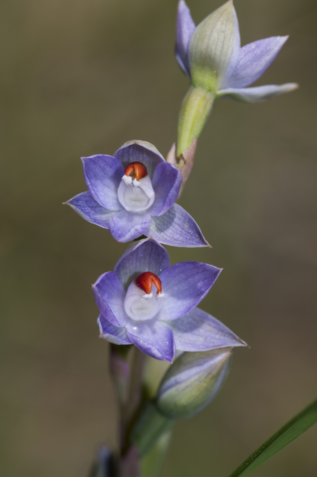 Thelymitra brevifolia (hero image)