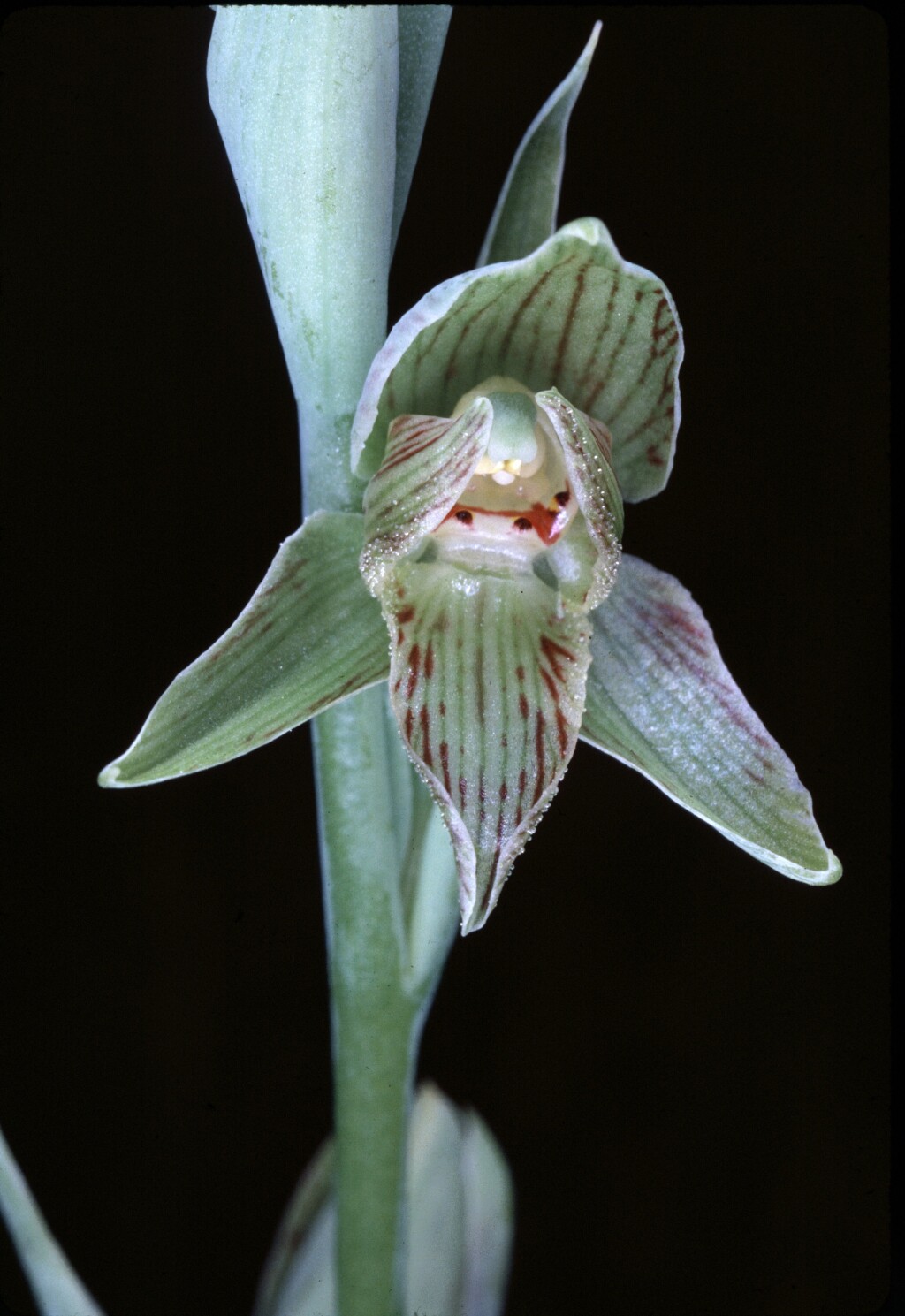 Calochilus imberbis (hero image)