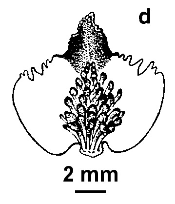 Caladenia amoena (hero image)