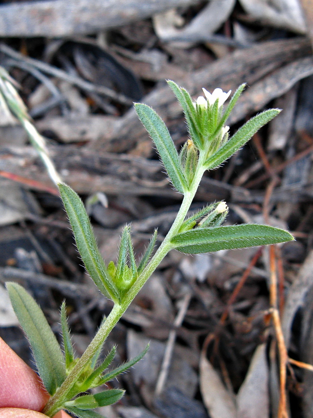 Buglossoides (hero image)