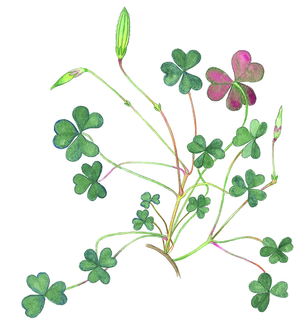 Oxalis radicosa (hero image)