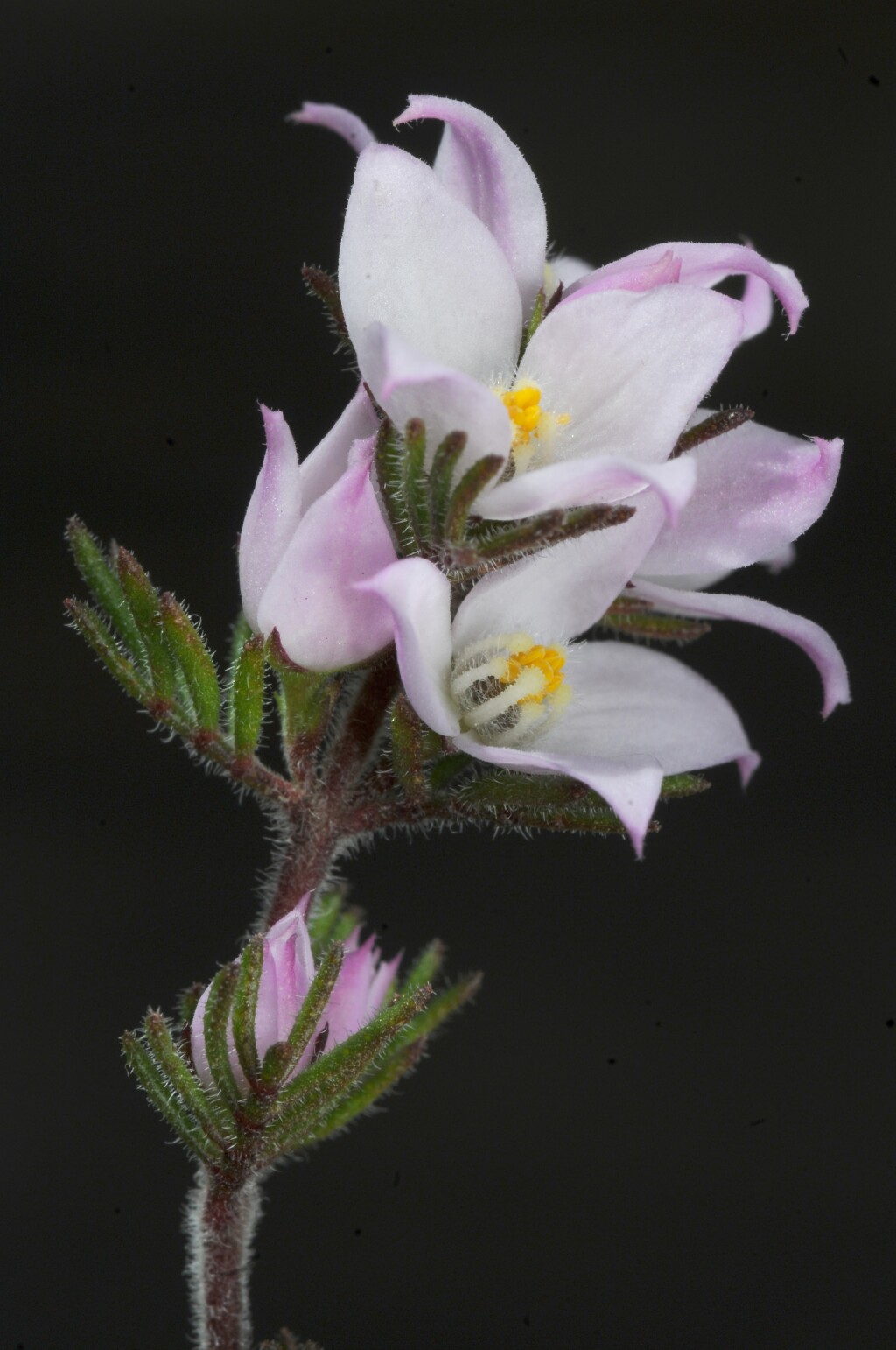 Boronia pilosa subsp. pilosa (hero image)