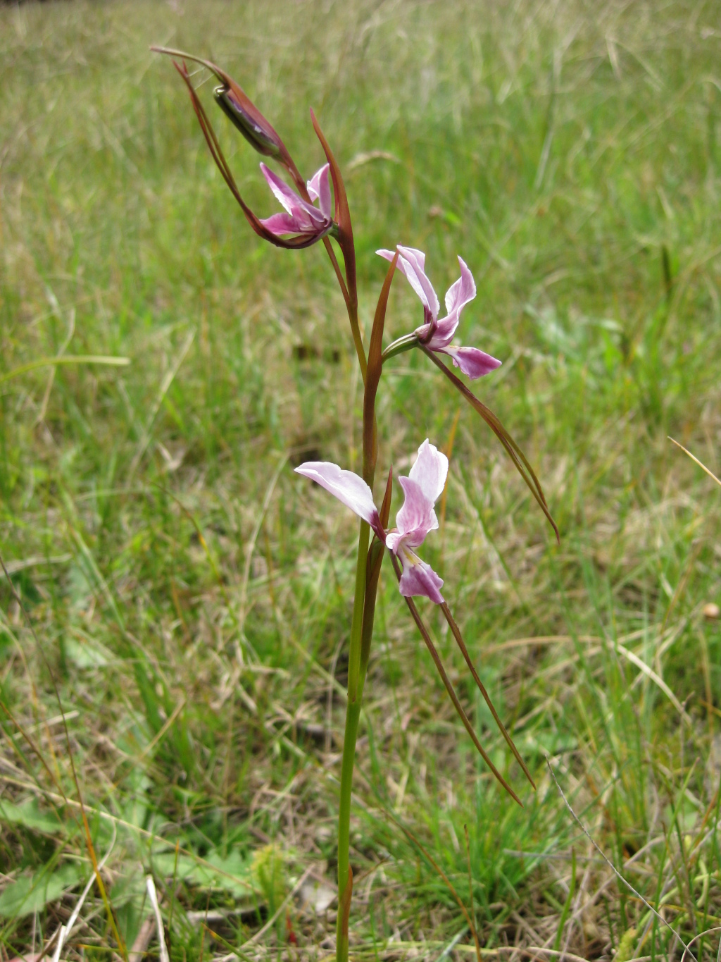 Diuris punctata var. punctata (hero image)