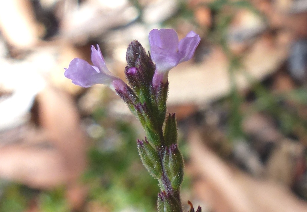 Verbena officinalis var. monticola (hero image)