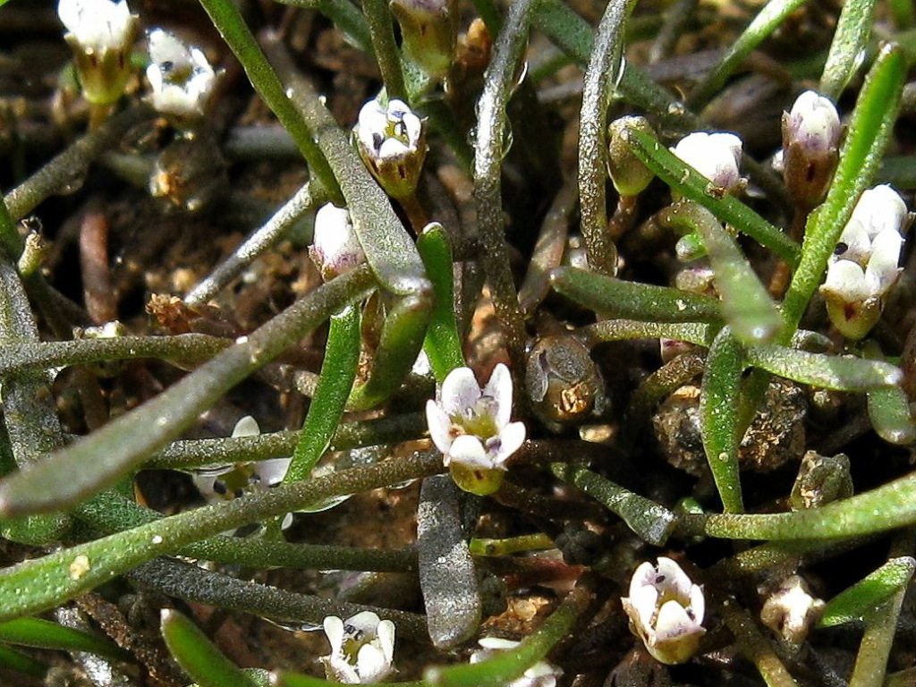 Limosella australis (hero image)