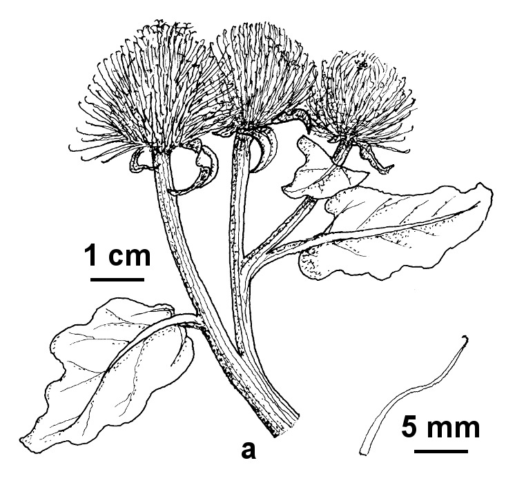 Arctium lappa (hero image)