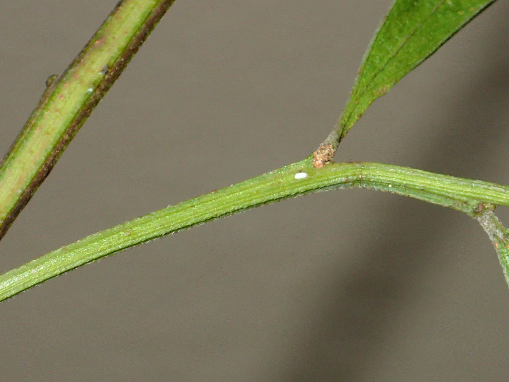 Acacia leprosa var. uninervia (hero image)