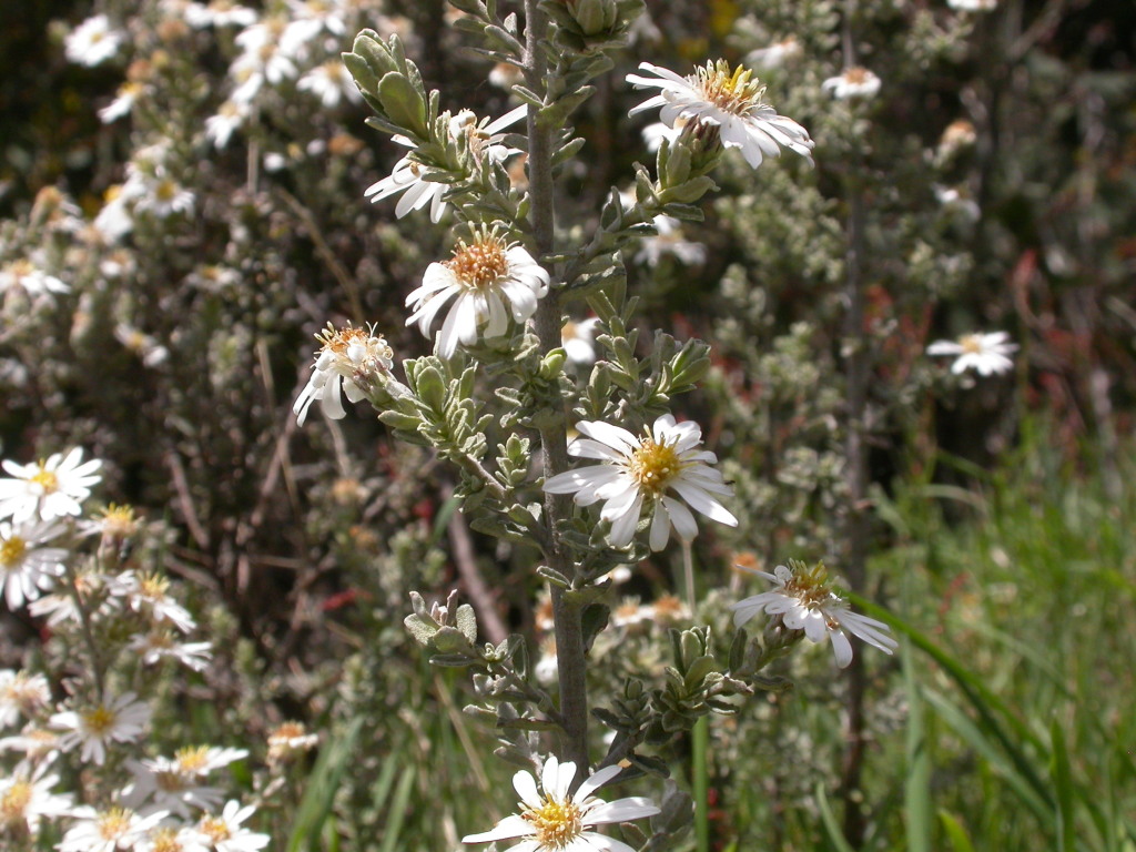 Olearia brevipedunculata (hero image)