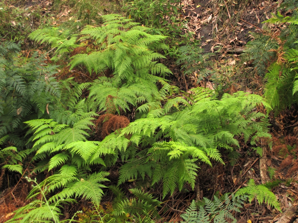 Calochlaena dubia (hero image)