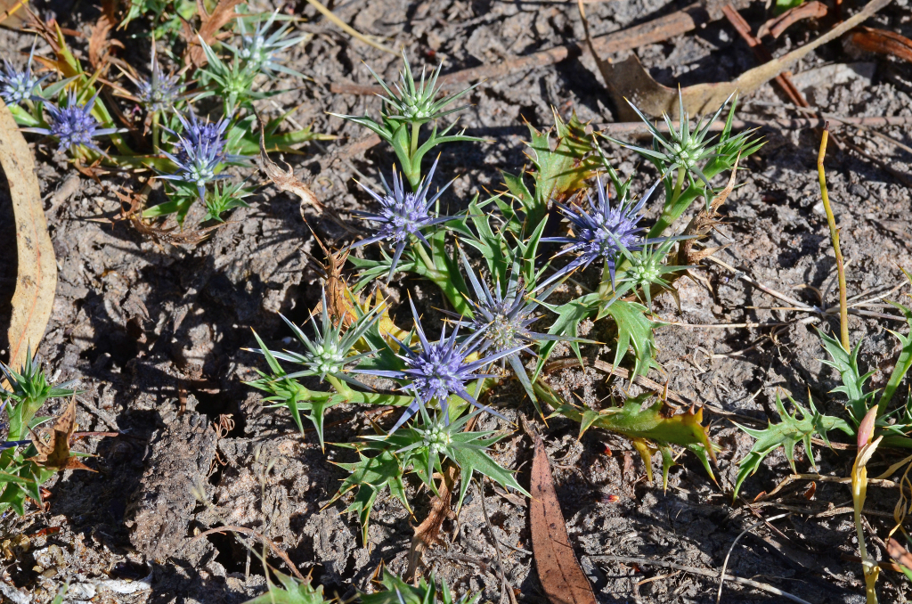 Eryngium (hero image)