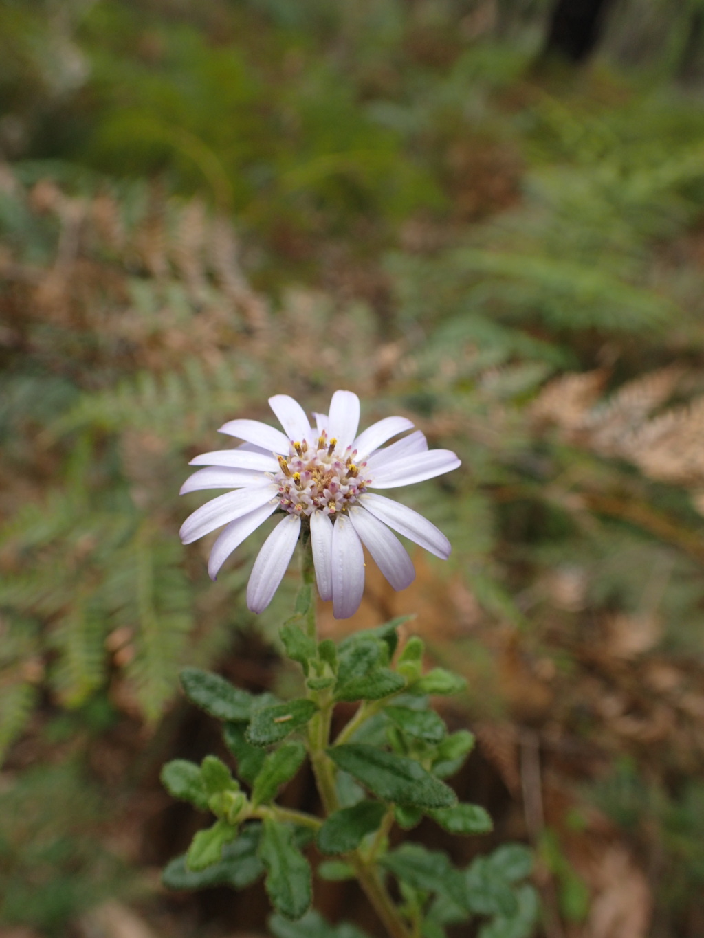 Olearia asterotricha subsp. lobata (hero image)