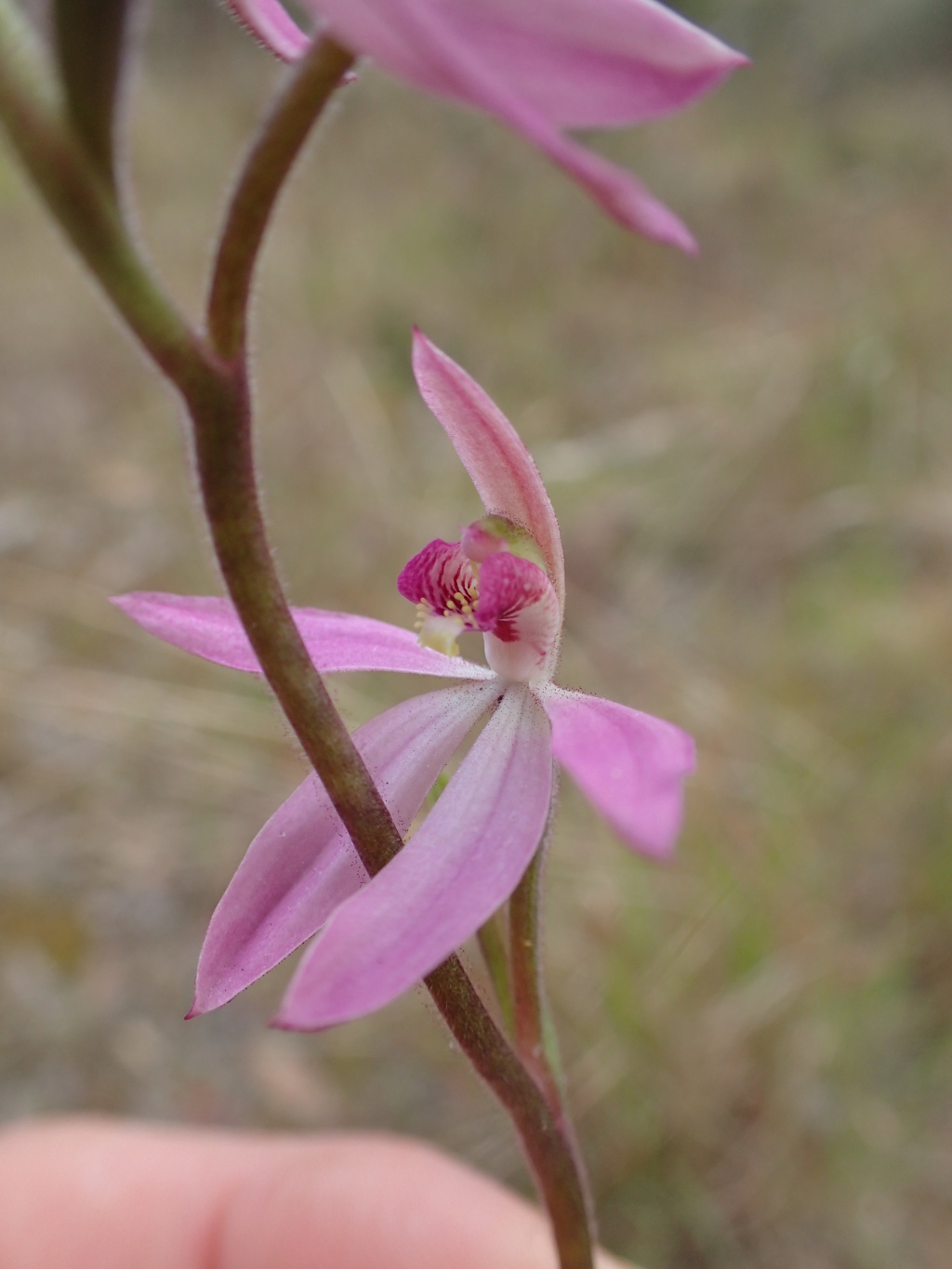 Caladenia vulgaris (hero image)