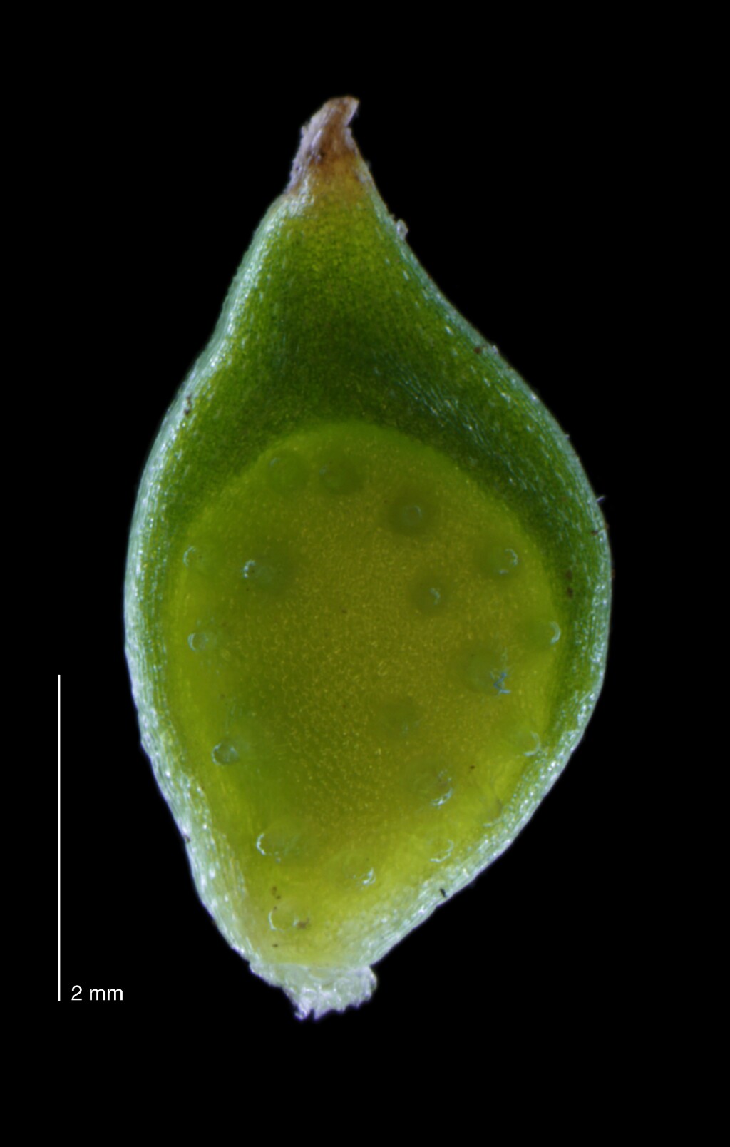 Ranunculus muricatus (hero image)