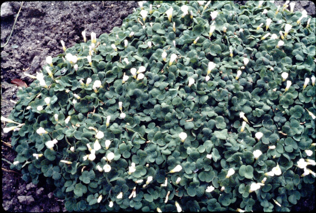 Oxalis bowiei (hero image)