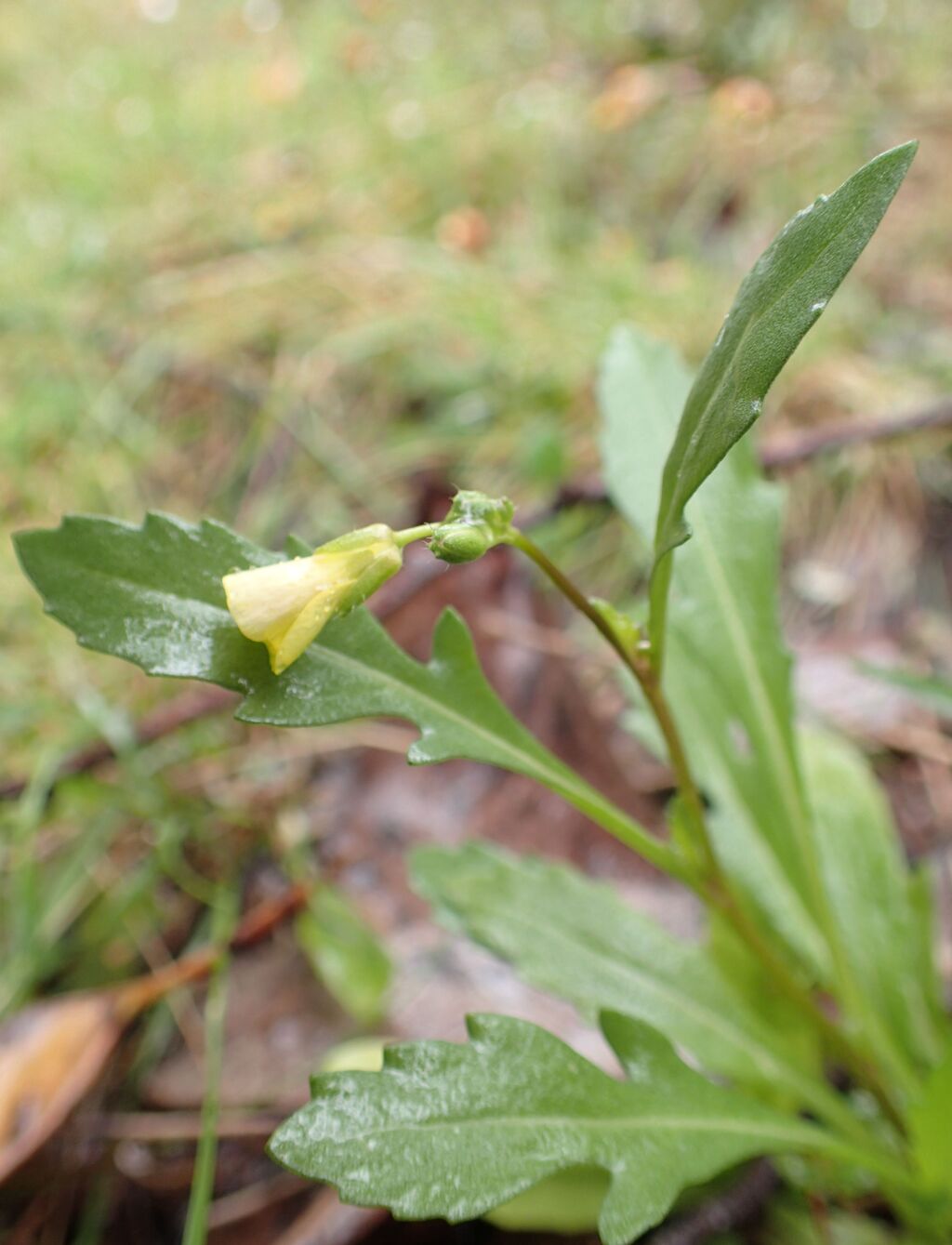 Diplotaxis muralis (hero image)