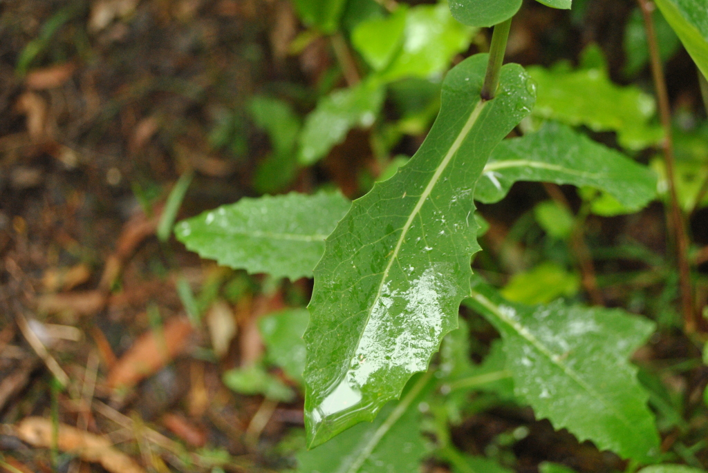 Lordhowea velleioides (hero image)