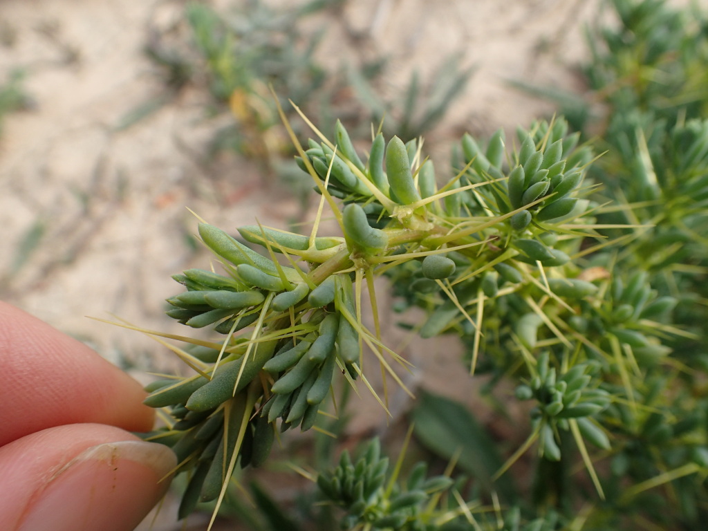 Sclerolaena divaricata (hero image)