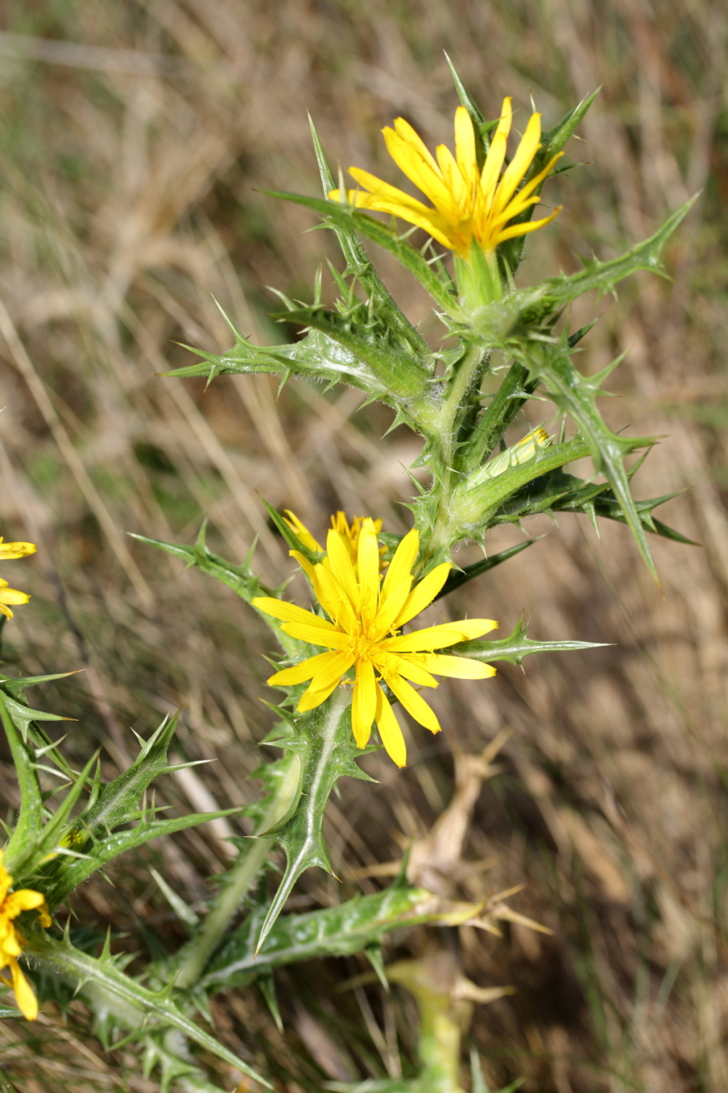 Scolymus hispanicus (hero image)