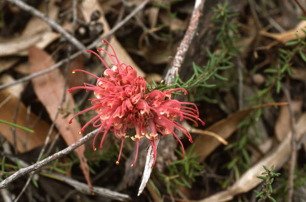 Grevillea lavandulacea subsp. lavandulacea (hero image)