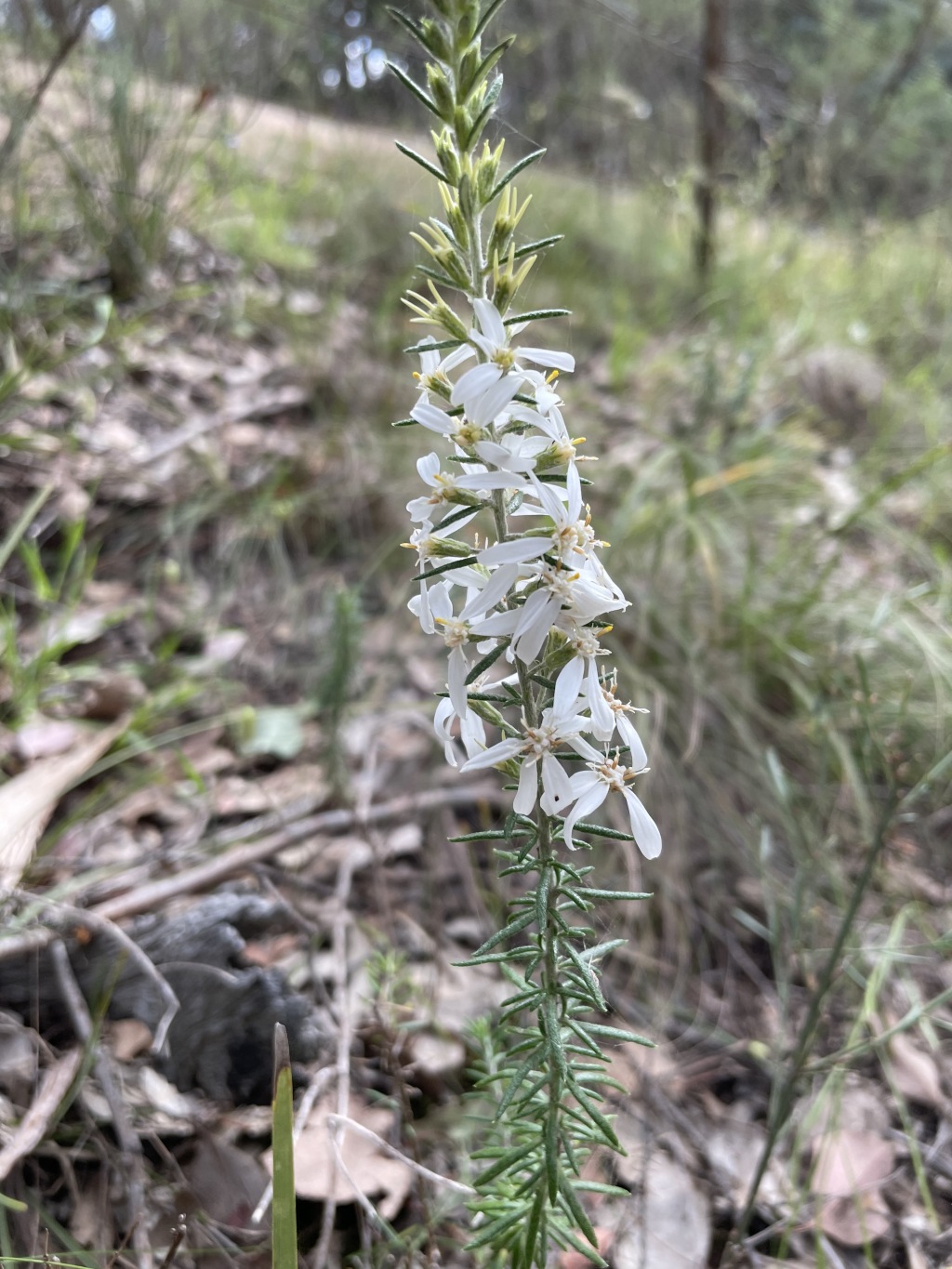 Olearia ramulosa (hero image)