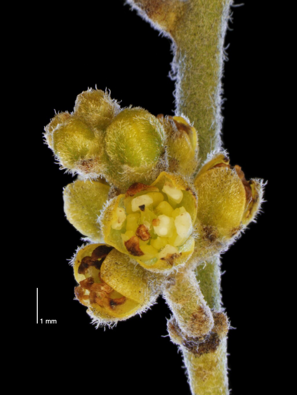 Cassytha pubescens (hero image)