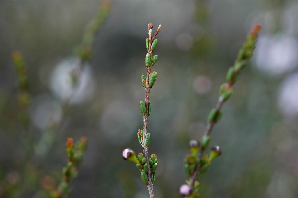 Baeckea crassifolia (hero image)