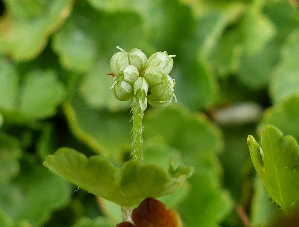 Hydrocotyle hirta (hero image)