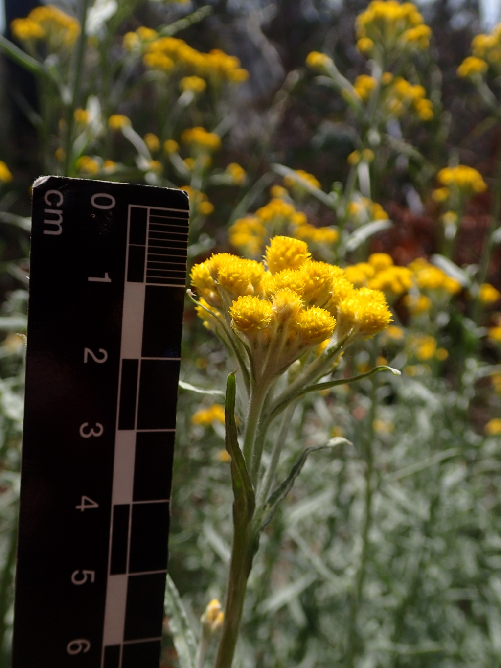 Chrysocephalum semipapposum subsp. lineare (hero image)