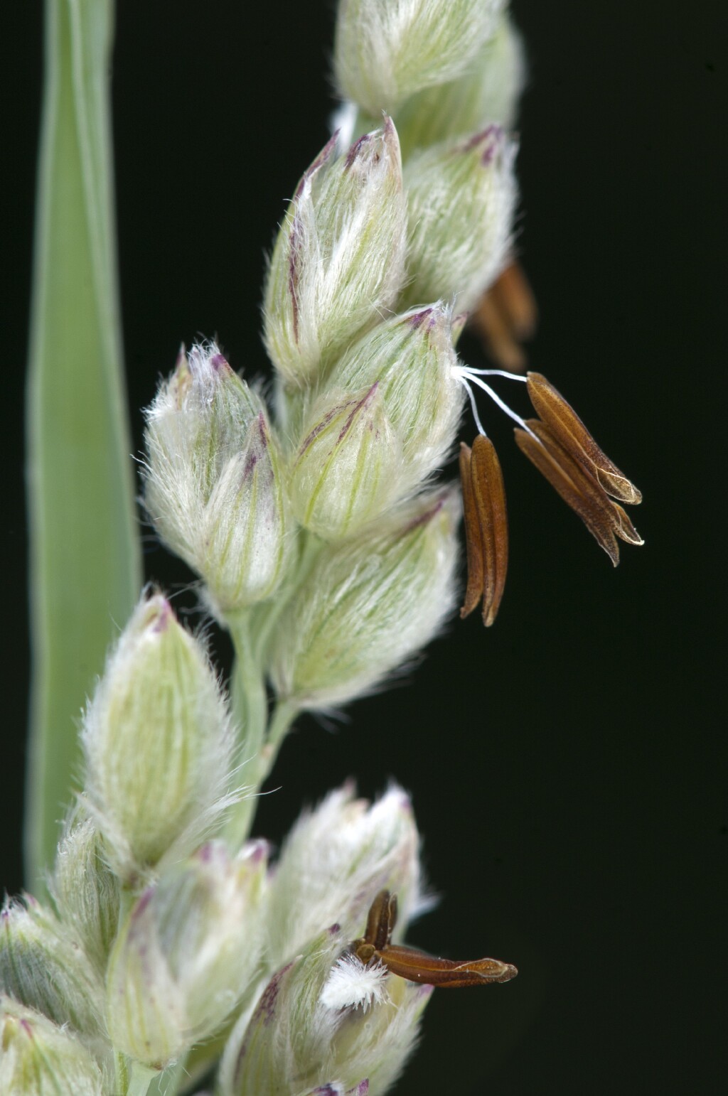 Panicum racemosum (hero image)