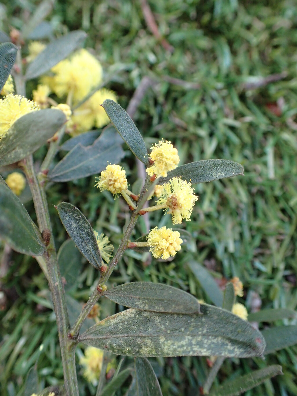 Acacia rostriformis (hero image)