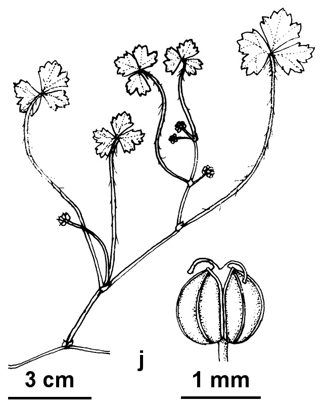 Hydrocotyle tripartita (hero image)