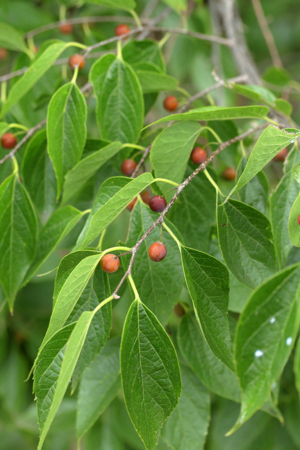 Cannabaceae (hero image)