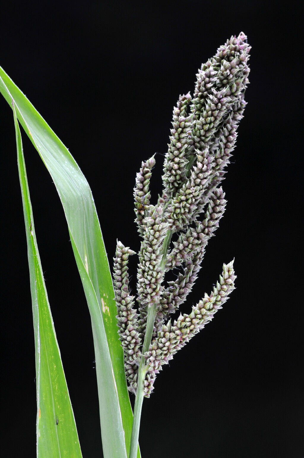 Echinochloa (hero image)