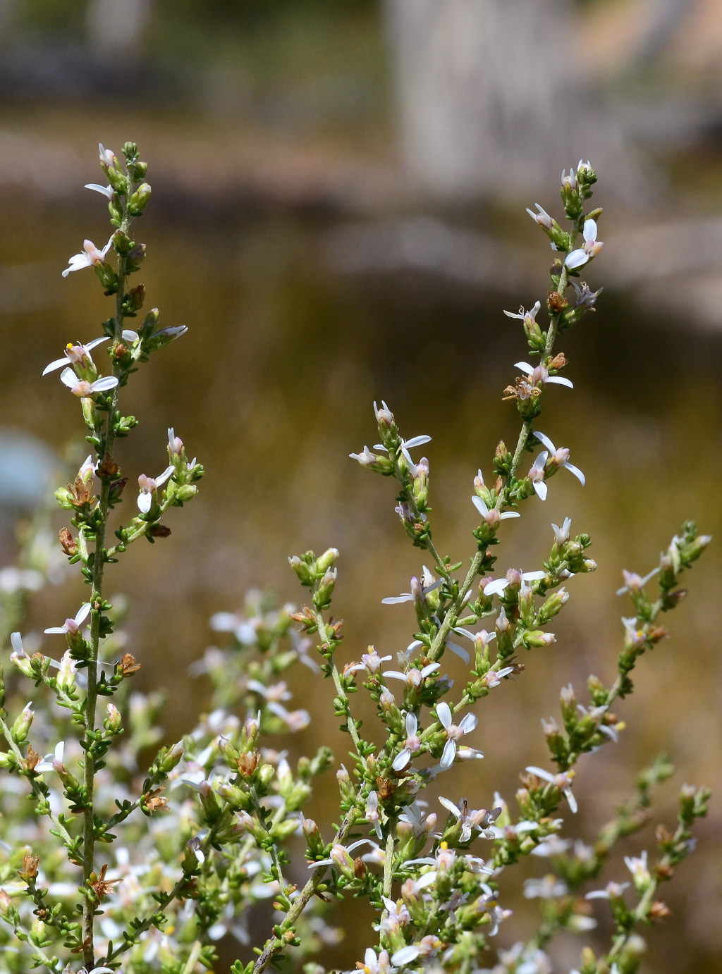 Olearia floribunda (hero image)