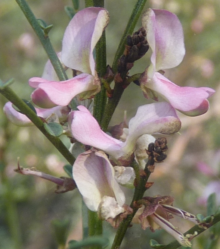 Indigofera adesmiifolia (hero image)