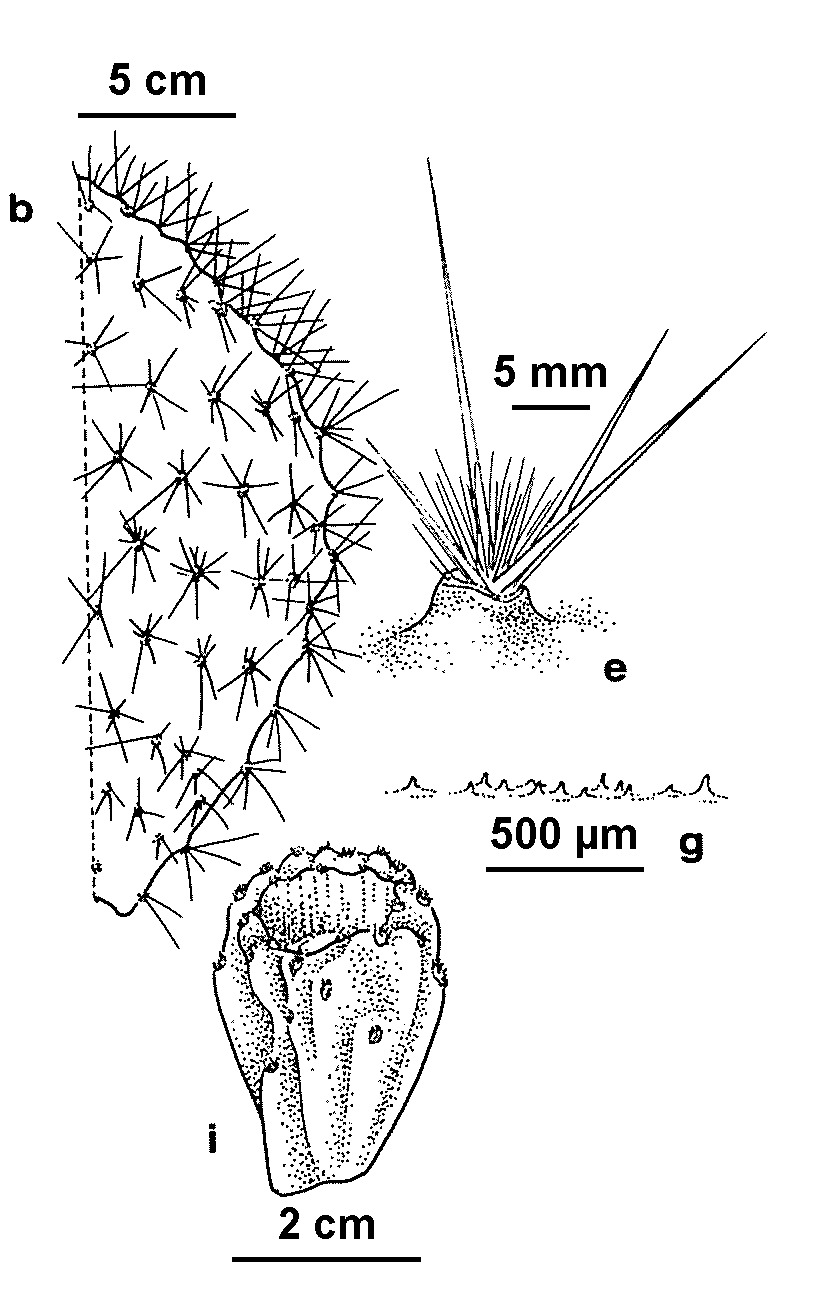 Opuntia puberula (hero image)