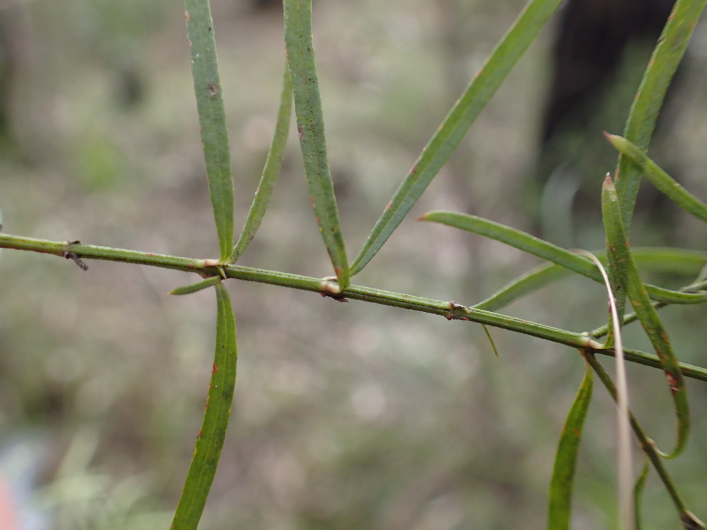 Westringia longifolia (hero image)