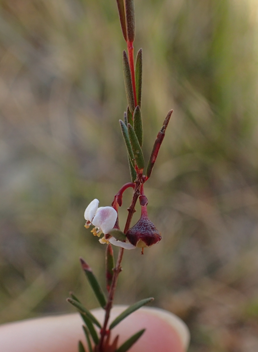 Euryomyrtus ramosissima subsp. prostrata (hero image)