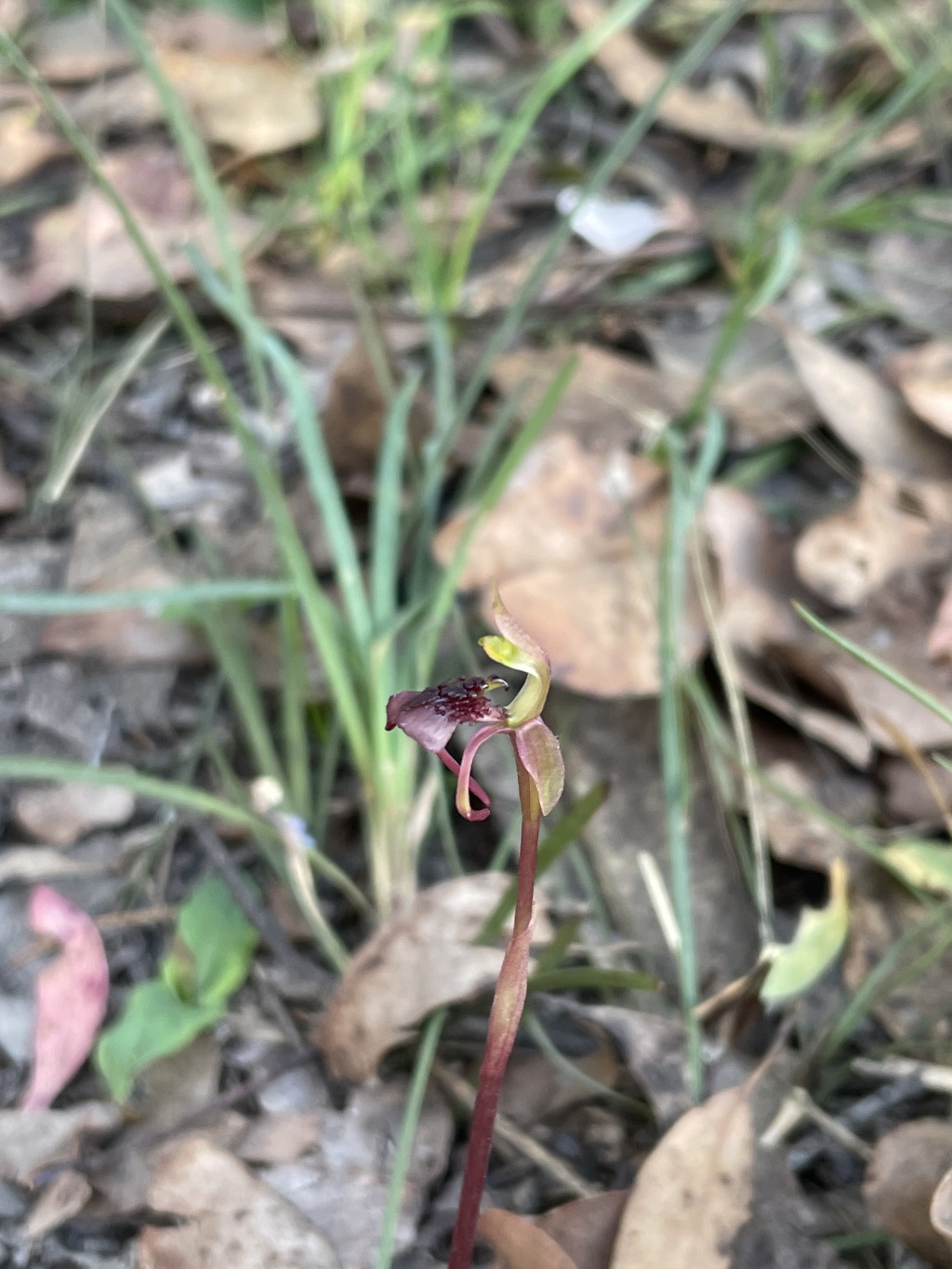 Chiloglottis curviclavia (hero image)