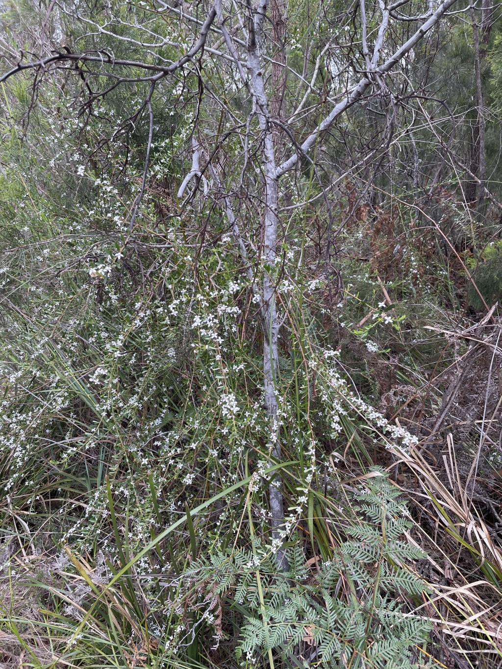 Philotheca virgata (hero image)