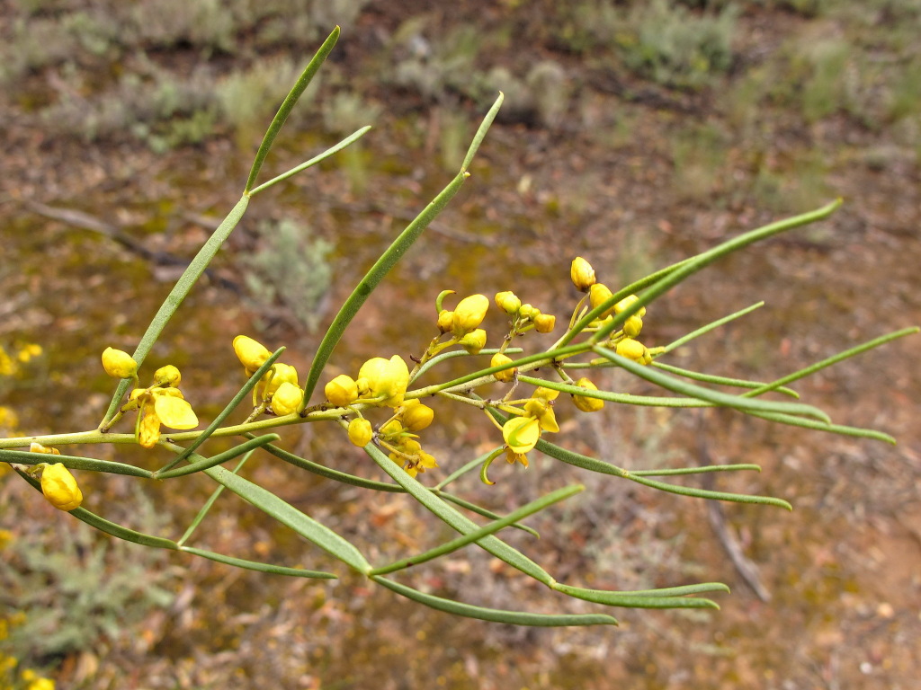 Senna artemisioides subsp. petiolaris (hero image)