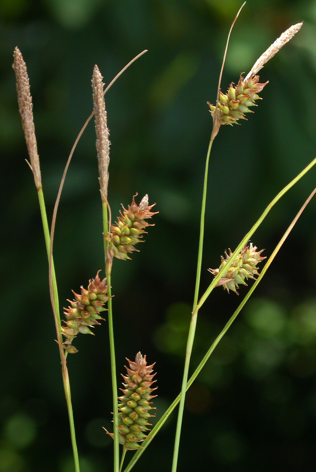 Carex punctata (hero image)
