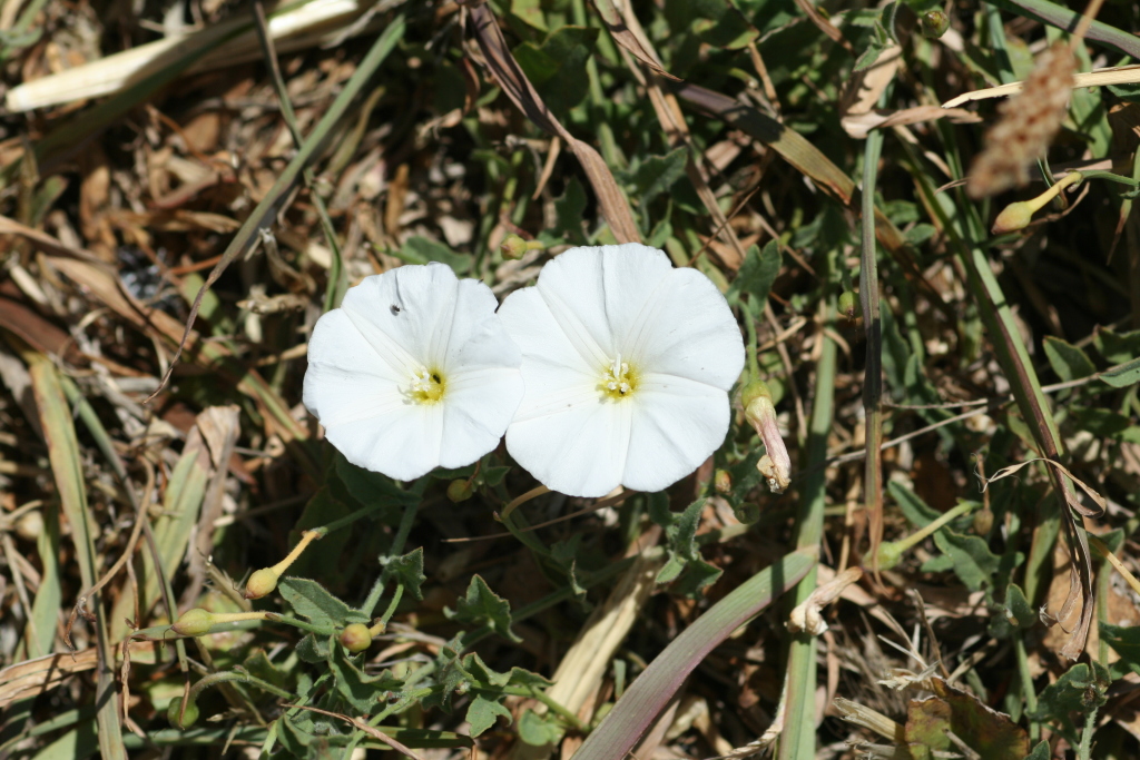 Convolvulus arvensis (hero image)