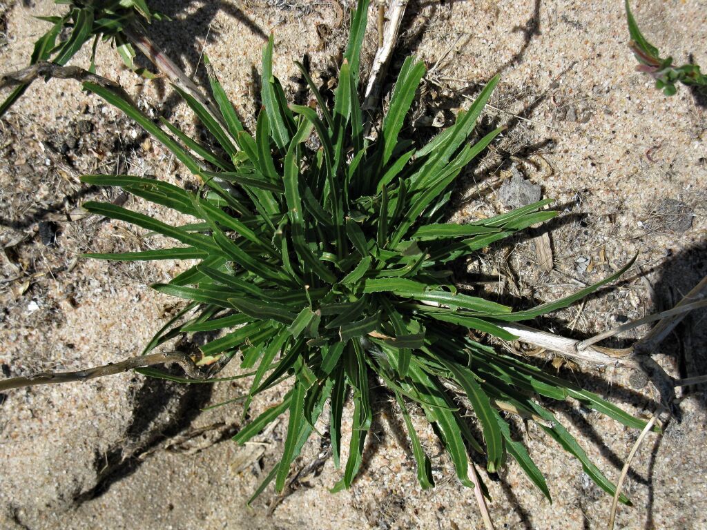 Oenothera stricta subsp. stricta (hero image)