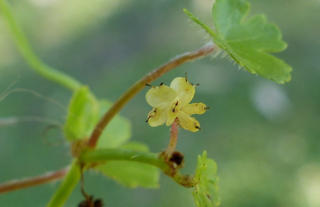 Hydrocotyle sibthorpioides (hero image)