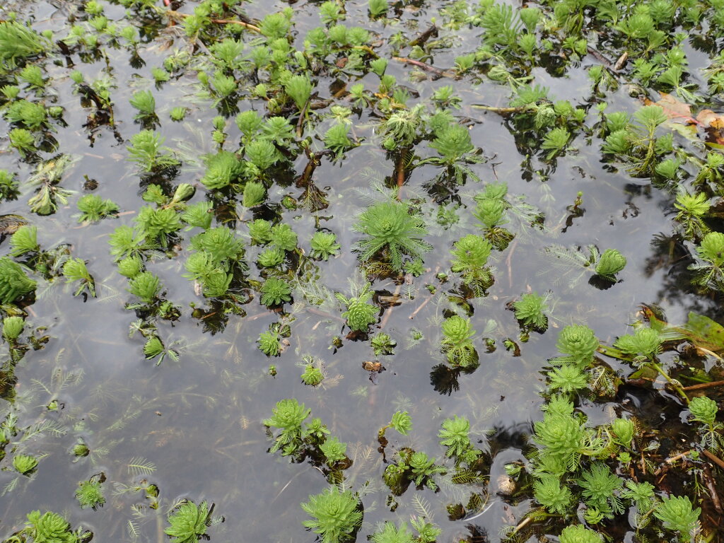 Myriophyllum aquaticum (hero image)