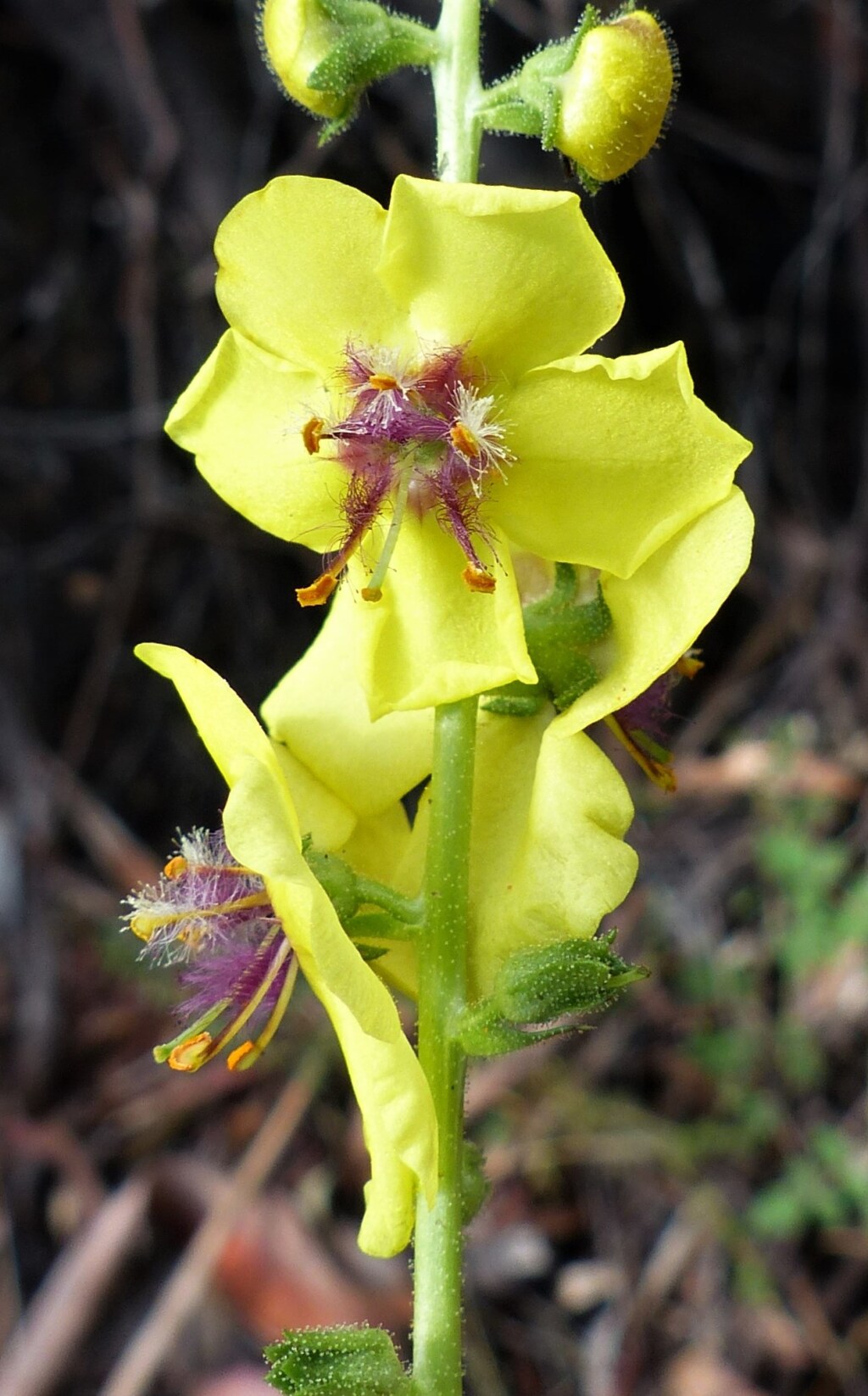 Verbascum virgatum (hero image)