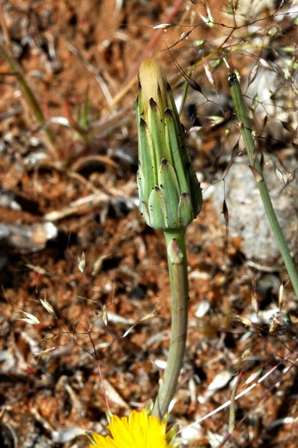 Hypochaeris glabra (hero image)