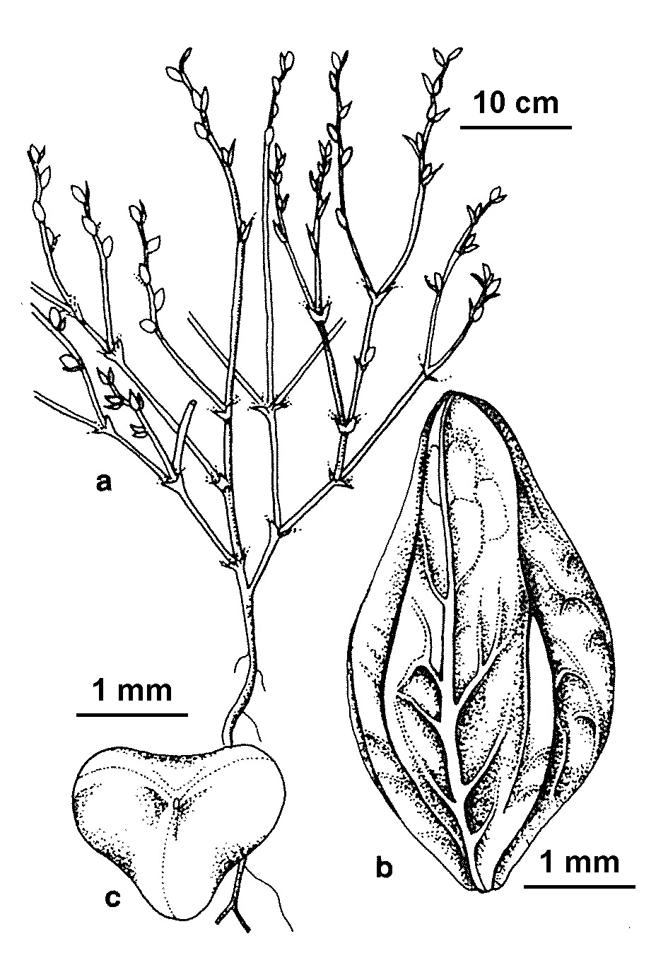 Polygonum bellardii (hero image)